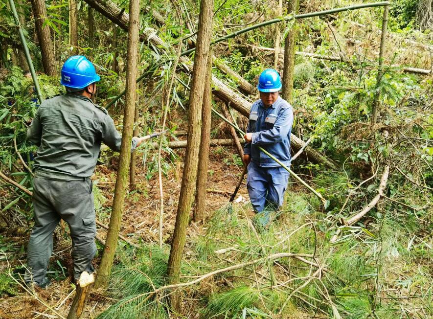 南方電網荔波供電局線路憂患如“猛獸”，通道清通要爭先